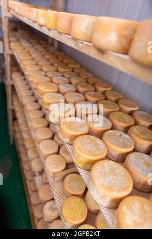 Regal steht mit Köpfen von Ziegenkäse in Reifkammer auf Käserei Stockfoto