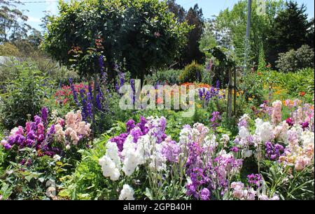 Private, private Gärten in Queensland, Australien. Gartenarbeit mit Annuals und Stauden. Stockfoto