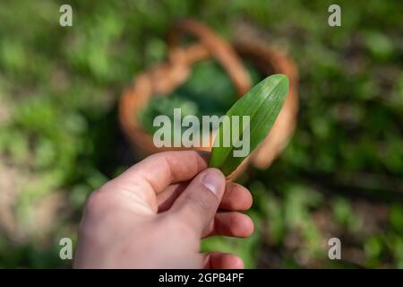 Menschliche Hand Zupfen Bärlauch, allium ursinum, auf den Holzkorb. Sammeln von wilden aromatischen Kraut im Wald in Sonnenlicht. Person, die das Blatt des gre hält Stockfoto