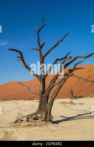 Getrocknete Kameldornbäume (Vachellia enrioloba) in Deadvlei, Namibia, Afrika Stockfoto