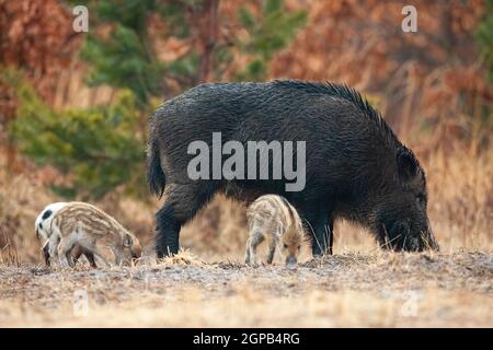 Wildschwein, sus scrofa, mit Ferkeln schnüffeln auf dem Feld im Frühjahr. Erwachsene Schweine mit Baby Tiere graben den Boden im Herbst. Mutter mit jungen Kindern Stan Stockfoto