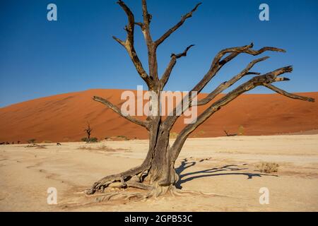 Getrocknete Kameldornbäume (Vachellia enrioloba) in Deadvlei, Namibia, Afrika Stockfoto