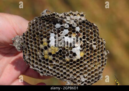 Sota aus dem Nest von Wespen. Vespula vulgaris. Die Hornet Nest zerstört. Auf der Oberfläche von einem Wespennest. Larven und Puppen von Wespen. Stockfoto