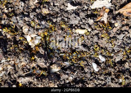 Vespula vulgaris. Die Hornet Nest zerstört. Auf der Oberfläche von einem Wespennest. Larven und Puppen von Wespen. Stockfoto