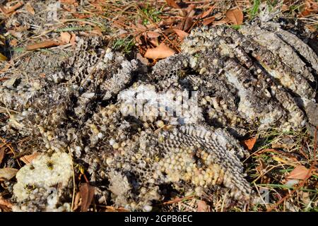 Vespula vulgaris. Die Hornet Nest zerstört. Auf der Oberfläche von einem Wespennest. Larven und Puppen von Wespen. Stockfoto