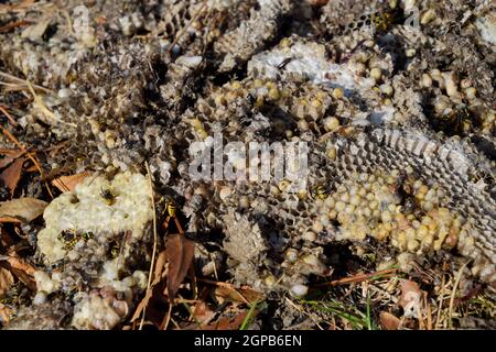 Vespula vulgaris. Die Hornet Nest zerstört. Auf der Oberfläche von einem Wespennest. Larven und Puppen von Wespen. Stockfoto