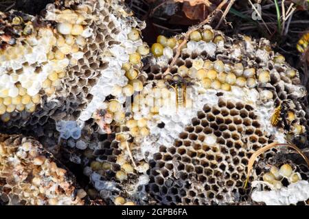 Vespula vulgaris. Die Hornet Nest zerstört. Auf der Oberfläche von einem Wespennest. Larven und Puppen von Wespen. Stockfoto