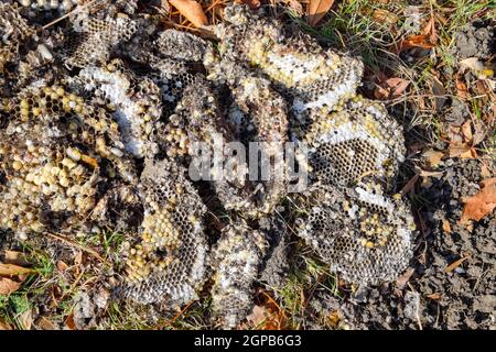 Vespula vulgaris. Die Hornet Nest zerstört. Auf der Oberfläche von einem Wespennest. Larven und Puppen von Wespen. Stockfoto