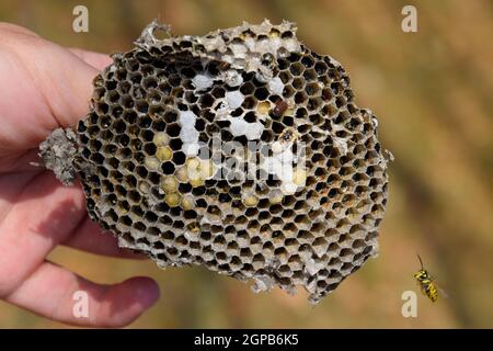 Sota aus dem Nest von Wespen. Vespula vulgaris. Die Hornet Nest zerstört. Auf der Oberfläche von einem Wespennest. Larven und Puppen von Wespen. Stockfoto