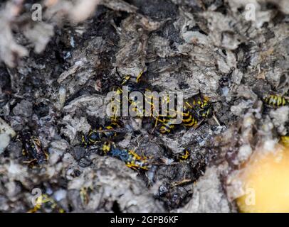 Vespula vulgaris. Die Hornet Nest zerstört. Auf der Oberfläche von einem Wespennest. Larven und Puppen von Wespen. Stockfoto