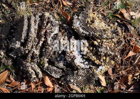 Vespula vulgaris. Die Hornet Nest zerstört. Auf der Oberfläche von einem Wespennest. Larven und Puppen von Wespen. Stockfoto