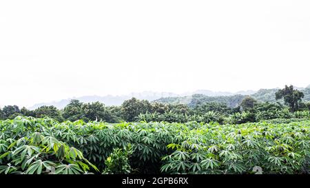 Panorama-Szene der Landwirtschaft Bauernhof. Landwirtschaft. Zuckerfarm Feld mit Berg im Hintergrund. Regenwolke über dem Feld. Kleine Zuckerrohr Farm wit Stockfoto