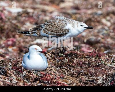 Jungmöwe (Larus novaehollandiae) bettelnd in typischer Haltung, Cervantes, Western Australia, Australien Stockfoto