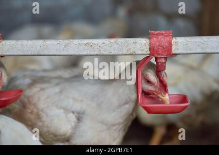 Freiplatz Hinterhof Bio Hühner Geflügel Trinkwasser von Nippel Trinker Stockfoto