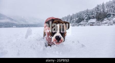 Liebenswert Boxer Hund spielt in einem schneebedeckten gefrorenen See während der Winterzeit. Alta Lake, Whistler, British Columbia, Kanada. Stockfoto