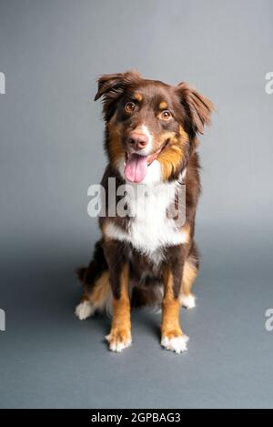 Australischer Schäferhund. Aussie Hund in einem Studio-Setting. Aussie trainiert und macht Tricks. Stockfoto