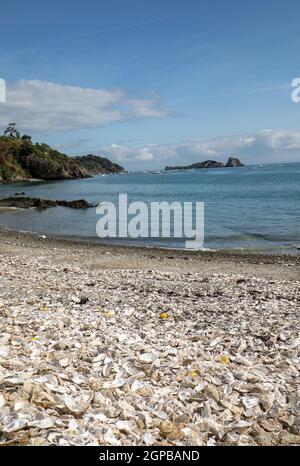 Tausende von leeren Schalen von gegessen Austern auf Meeresboden in Cancale, berühmt für Auster Betriebe verworfen. Bretagne, Frankreich Stockfoto