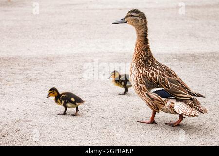 Alleinerziehende graue Wildente geht zwei kleine schwarz-gelbe Enten auf dem Asphalt. Anas platyrhynchos ist ein Vogel aus der Familie der Ente Anatidae der Stockfoto