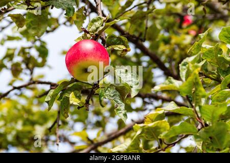 Ein reifer saftiger rosa roter Apfel hängt am Ast eines Apfelbaums gegen den Himmel. Selektiver Fokus. Apfelbaum Blätter von Schädlingen gefressen. Früchte aus der Ferne Stockfoto