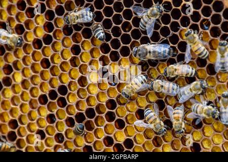 Honigbienen auf der Startseite Imkerei. Die Technologie-Zucht von Honigbienen. Stockfoto