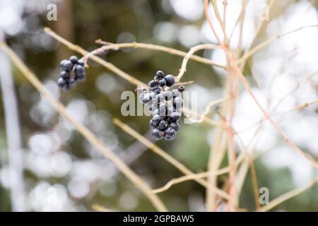 Beeren apfelbeere Aronia auf Zweige im Winter Stockfoto