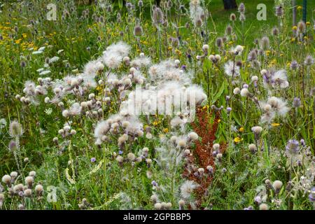 Felddistel mit Samen auf einer grünen Wiese Stockfoto