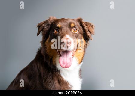 Australischer Schäferhund. Aussie Hund in einem Studio-Setting. Aussie trainiert und macht Tricks. Stockfoto