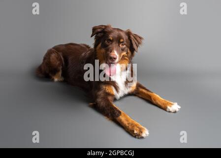 Australischer Schäferhund. Aussie Hund in einem Studio-Setting. Aussie trainiert und macht Tricks. Stockfoto