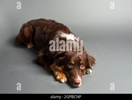 Australischer Schäferhund. Aussie Hund in einem Studio-Setting. Aussie trainiert und macht Tricks. Stockfoto