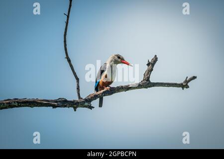 Grauer Eisvogel, der auf einem Ast thront und nach unten blickt Stockfoto