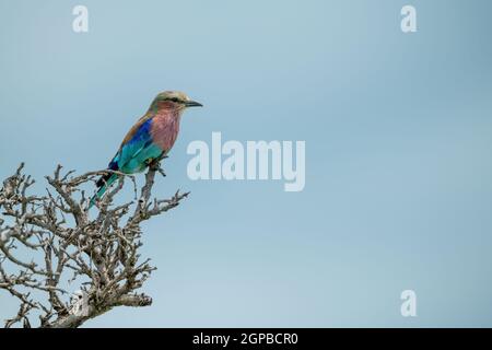 Fliederreiher Walze im Baum unter blauem Himmel Stockfoto