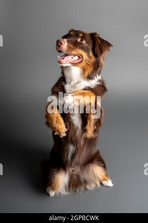 Australischer Schäferhund. Aussie Hund in einem Studio-Setting. Aussie trainiert und macht Tricks. Stockfoto