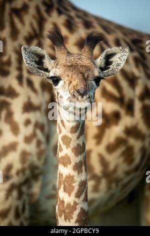 Nahaufnahme der jungen Masai Giraffe von Mutter Stockfoto