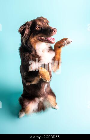 Australischer Schäferhund. Aussie Hund in einem Studio-Setting. Aussie trainiert und macht Tricks. Stockfoto