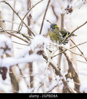 Weibliche eurasian siskin Vogel saß auf dem Ast eines verschneiten Baum Stockfoto