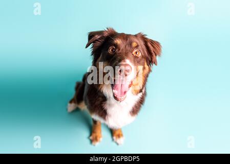 Australischer Schäferhund. Aussie Hund in einem Studio-Setting. Aussie trainiert und macht Tricks. Stockfoto