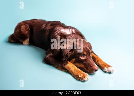 Australischer Schäferhund. Aussie Hund in einem Studio-Setting. Aussie trainiert und macht Tricks. Stockfoto