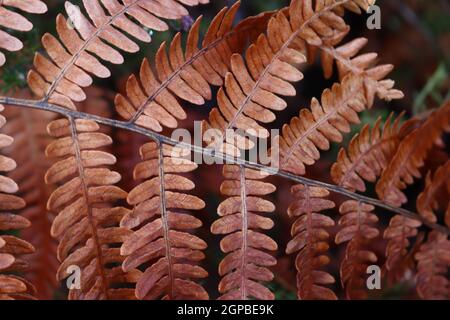 Getrockneter Baum Blätter Herbst Farbe Begriff Stadium Stockfoto