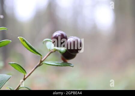 Nahaufnahme von roten reifen Preiselbeeren, die im Sommer wachsen. Stockfoto