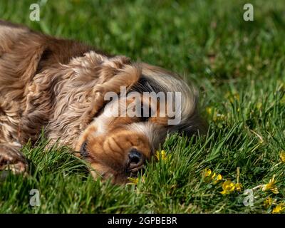 Sable Coloured English Show Cocker Spaniel liegt auf Gras in Sonnenschein. Stockfoto