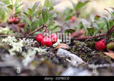 Nahaufnahme von roten Preiselbeeren auf dem Muskeg-Boden. Stockfoto