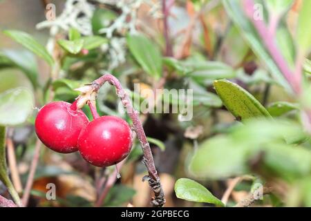 Nahaufnahme von roten reifen Preiselbeeren, die im Sommer wachsen. Stockfoto