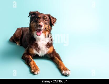 Australischer Schäferhund. Aussie Hund in einem Studio-Setting. Aussie trainiert und macht Tricks. Stockfoto