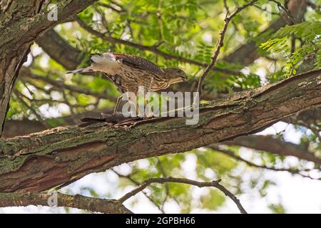 Coopers Hawk frisst seinen Fang in einem Baum im Elk Grove Village, Illinois Stockfoto