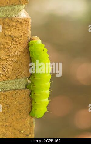 Luna Moth Caterpillar auf einer Mauer in Elk Grove Village, Illinois Stockfoto