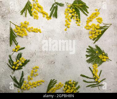 Flache Lay-Komposition mit Mimosenblüten auf hellgrauer Steinstruktur. Kopieren Sie Platz für Ihren Text. Stockfoto