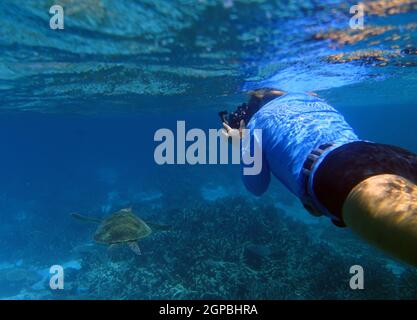 Schnorchler fotografiert grüne Schildkröten unter Wasser, Ningaloo Reef Marine Park, Westaustralien. Nein, MR Stockfoto