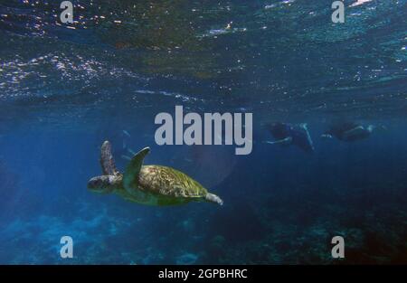 Grüne Meeresschildkröte (Chelonia mydas), die von Schnorchlern unter Wasser beobachtet wird, Ningaloo Reef Marine Park, Westaustralien. Nein, MR Stockfoto