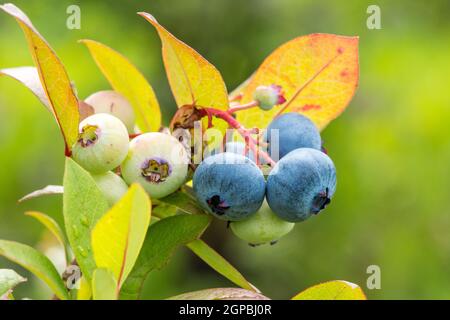 Nahaufnahme der reifen Heidelbeeren auf dem Zweig Stockfoto