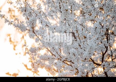 Weißdorn (Crataegus laevigata), weiß blühender Baum im Frühling, Europa Stockfoto